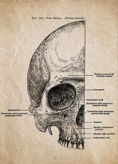 Anatomical Skull Scaffolding Post Vintage Art Canvas Painting